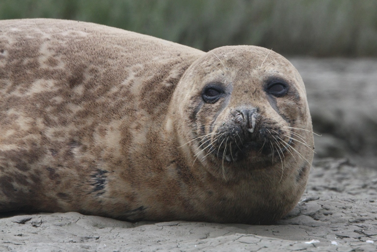 harbor seal